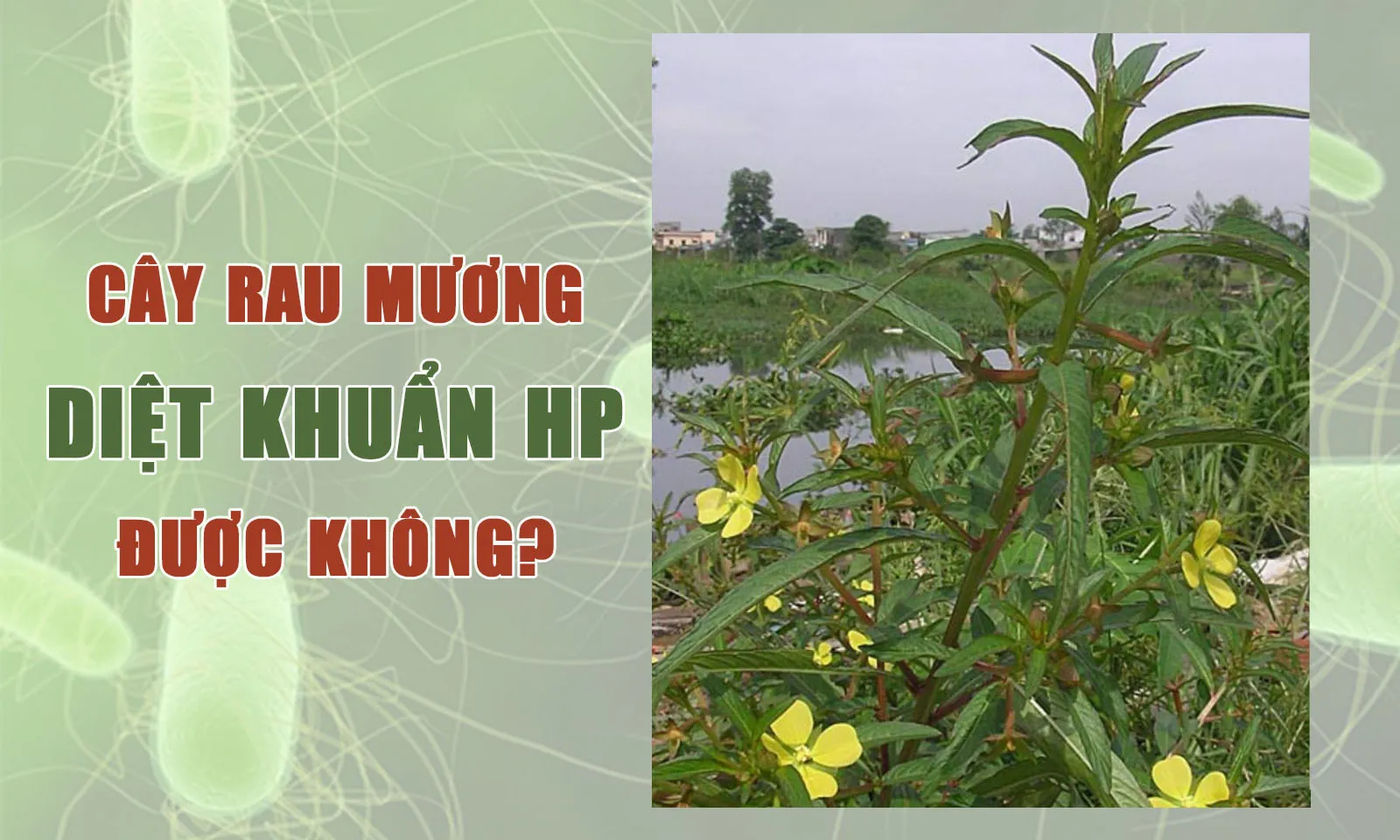 Dùng cây rau mương chữa vi khuẩn HP có được không?