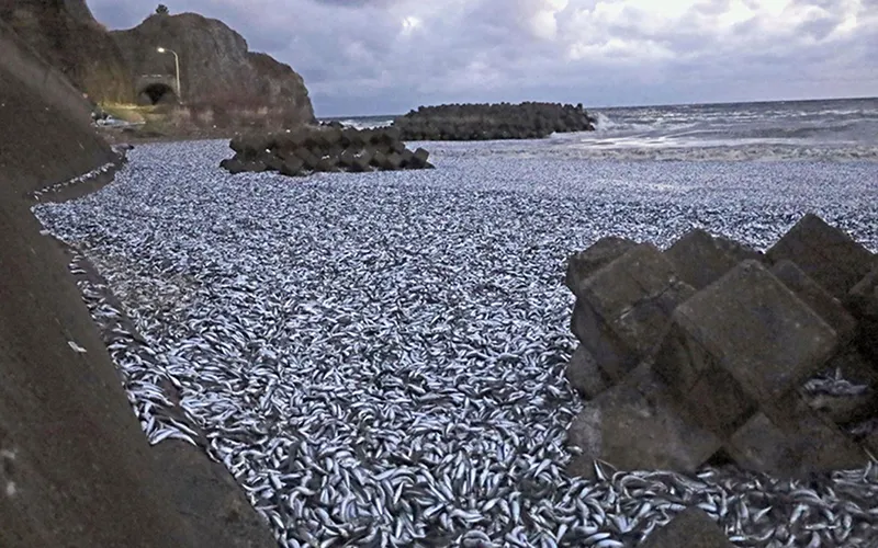 Hàng ngàn tấn cá chết dạt vào bờ biển Nhật Bản