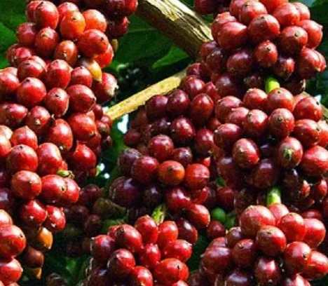 Giá cà phê hôm nay 12/12/2023: Tăng vọt 1.600 đồng/kg