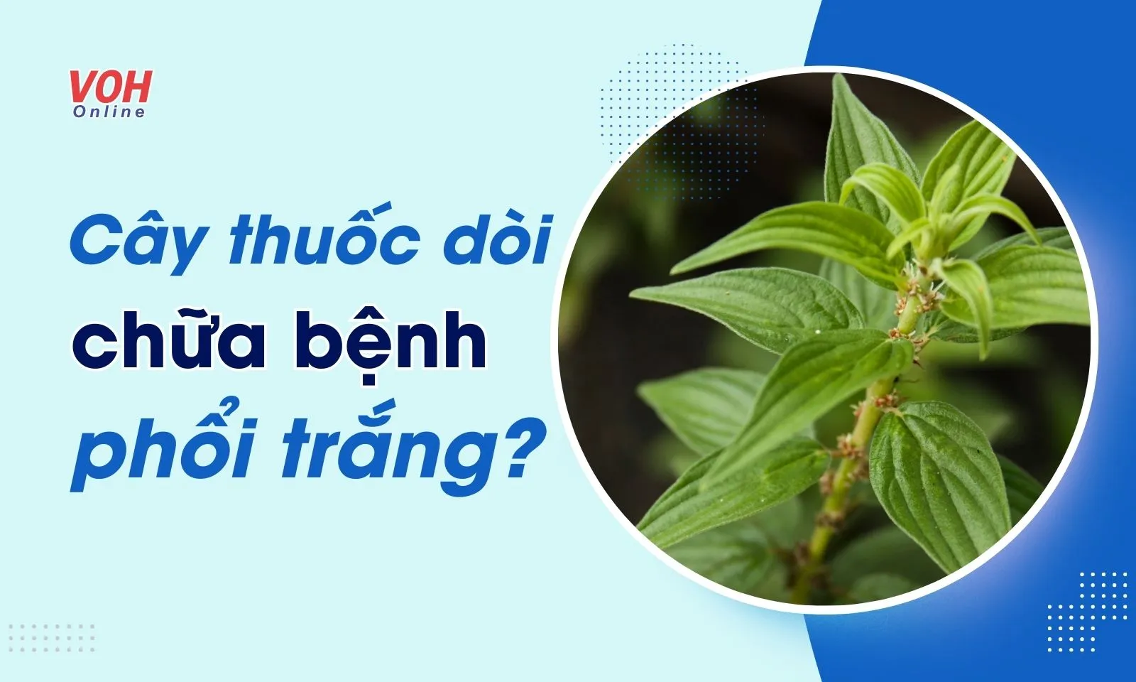 Chữa bệnh phổi trắng bằng cây thuốc dòi có nguy hiểm?