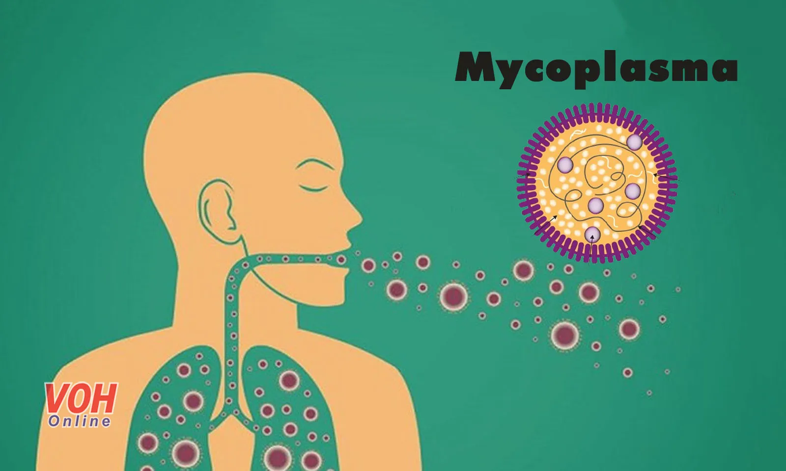 Con đường lây truyền và biến chứng khi nhiễm Mycoplasma