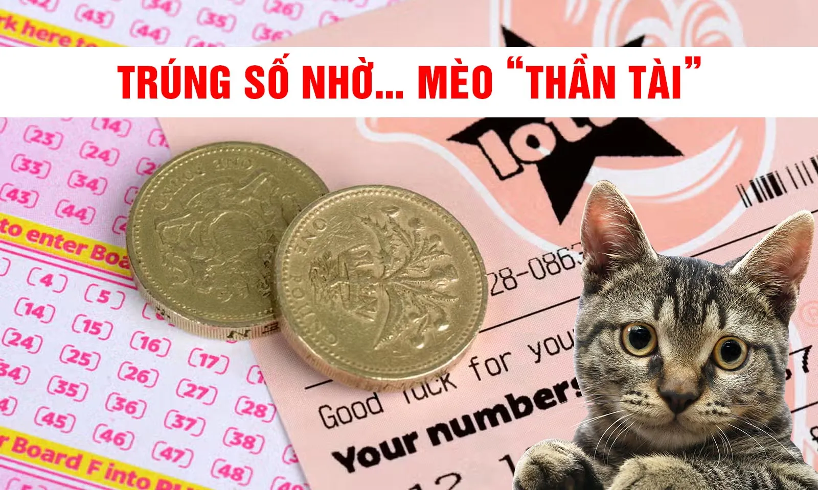 Trúng số nhờ… mèo “thần tài”