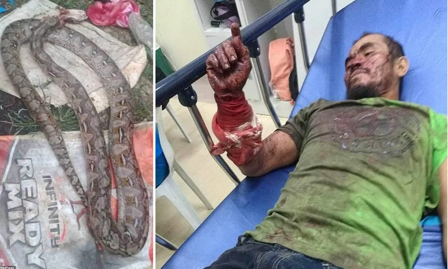 Bị trăn tấn công khi đang chạy xe máy, người đàn ông cắn chết con trăn