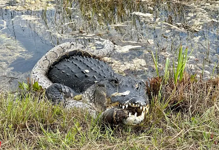 Cá sấu chiến thắng trăn Miến Điện trong công viên ở Florida