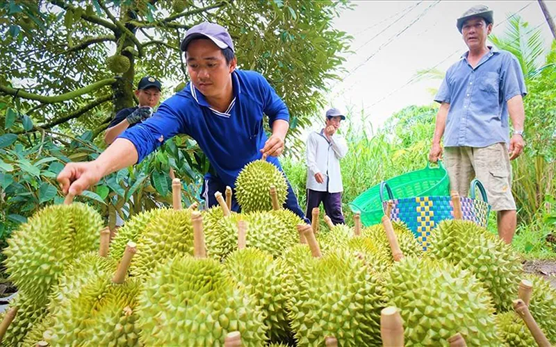 Điểm tin chiều 31/12: Nông nghiệp vẫn bứt phá trong năm 2023 | Triệt phá đường dây mại dâm giá 50 triệu đồng/lần