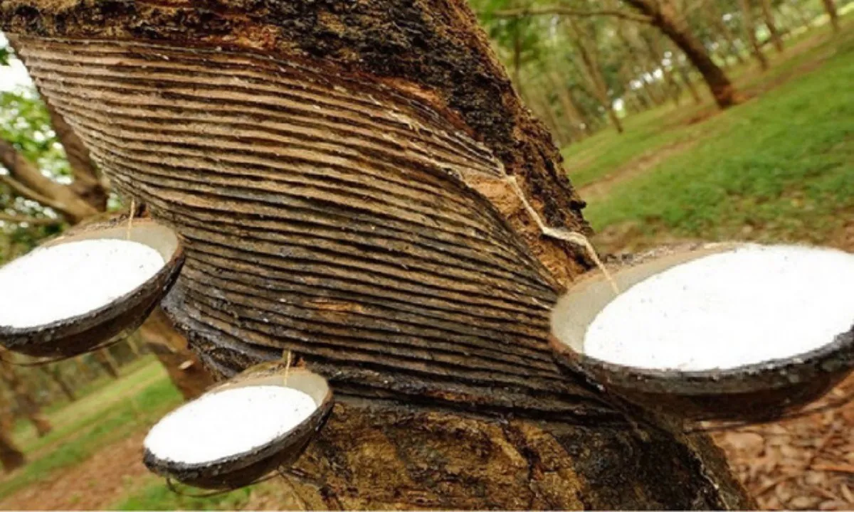 Giá cao su hôm nay 1/1/2024: Khởi sắc đầu năm mới