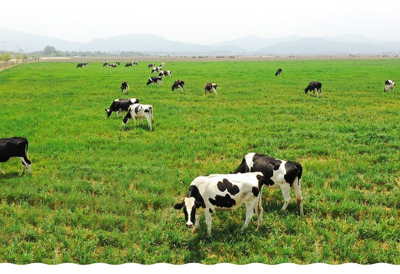 Vinamilk phát triển kinh tế tuần hoàn, quản lý tốt phát thải khí nhà kính