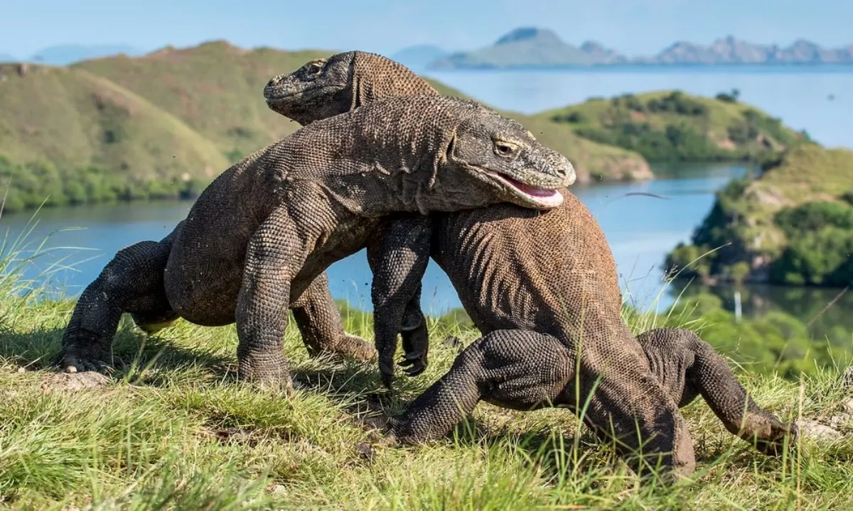 Rồng Komodo: Báu vật của Indonesia