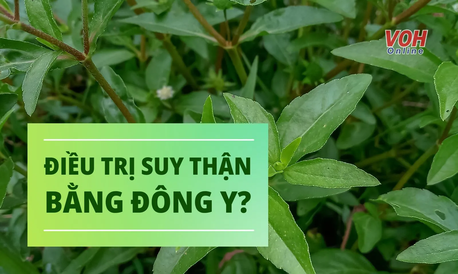 Có nên trị suy thận bằng Đông y?