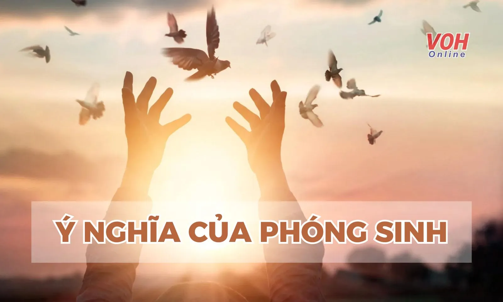 Phóng sinh là gì? Phóng sinh như thế nào cho đúng?