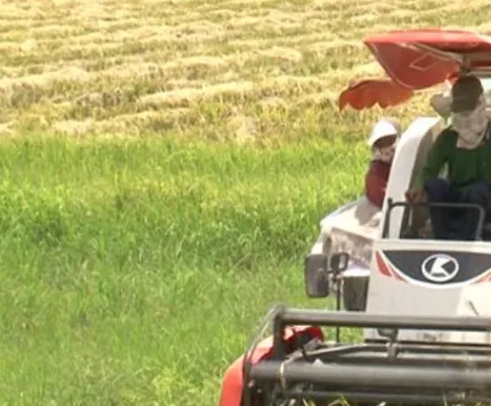 Giá lúa gạo hôm nay ngày 2/2/2024: Thị trường trầm lắng