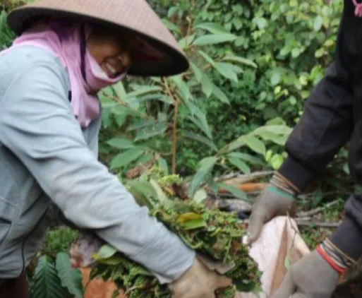 Giá tiêu hôm nay 3/2/2024: Lặng sóng