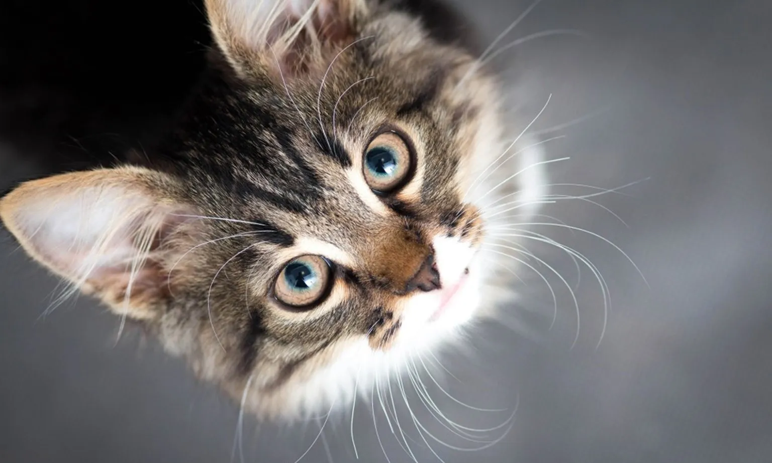 Mỹ: Ca bệnh dịch hạch đầu tiên sau gần một thập kỷ có thể do mèo cưng