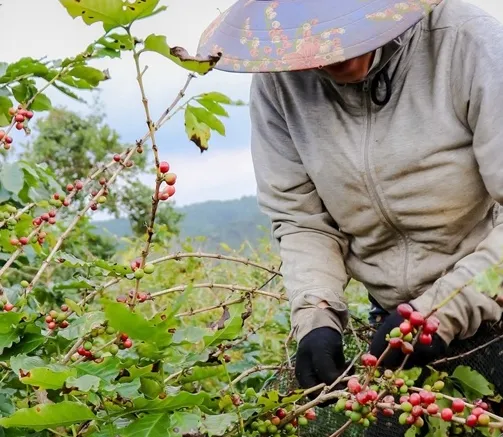 Giá cà phê hôm nay 22/2/2024: Bật tăng gần 1.000 đồng/kg