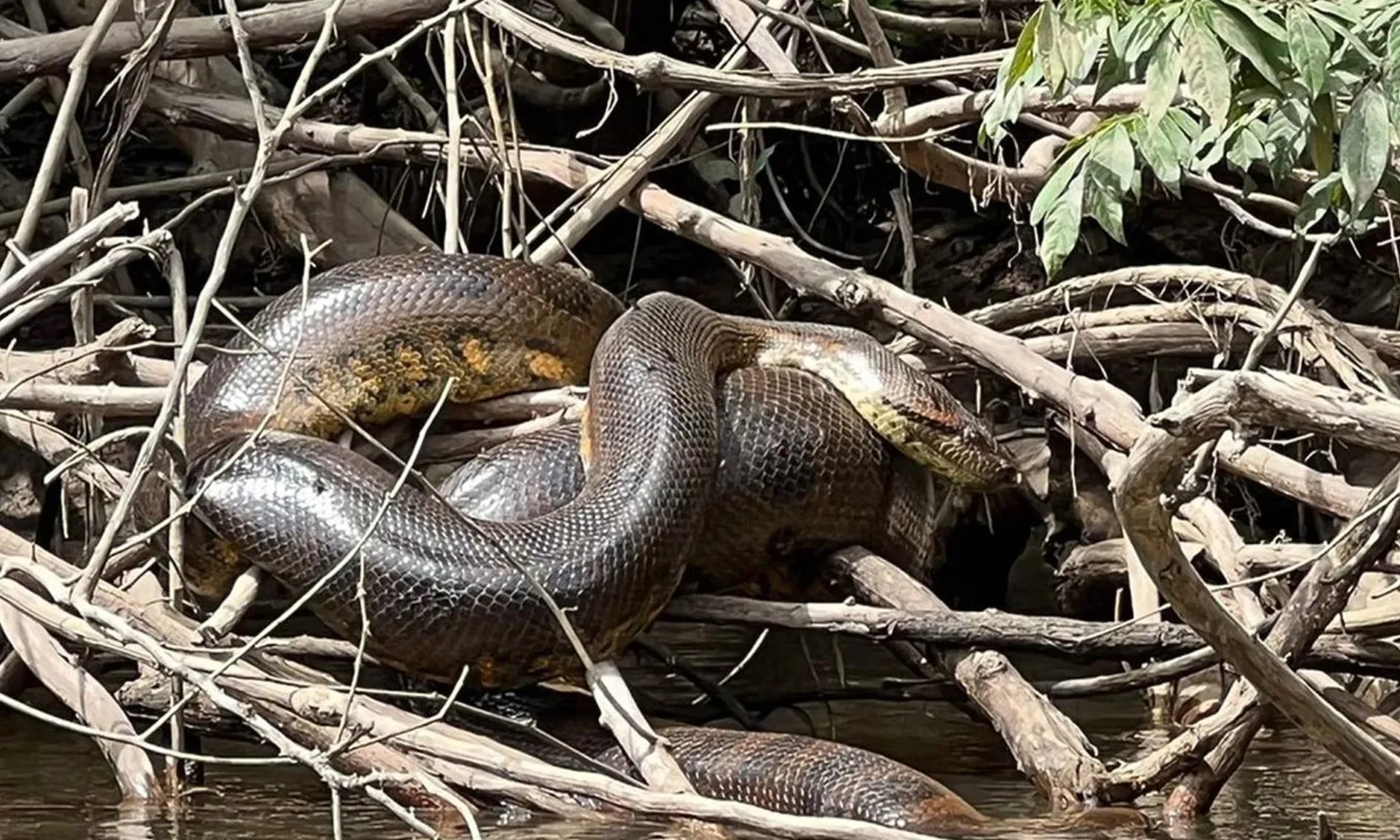 Phát hiện loài trăn khổng lồ mới ở rừng nhiệt đới Amazon