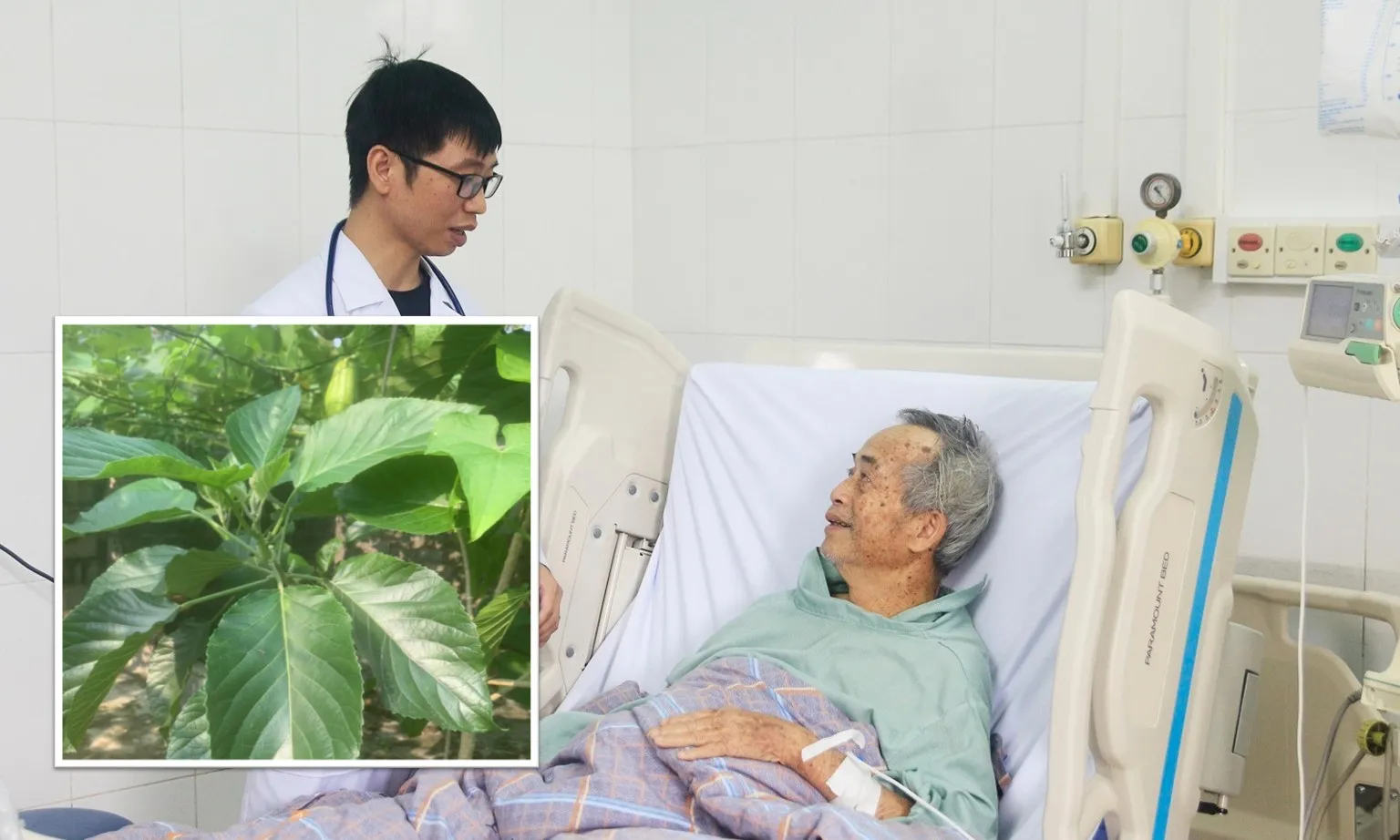 Cụ ông nguy kịch sau khi uống nước lá lộc mại để chữa táo bón