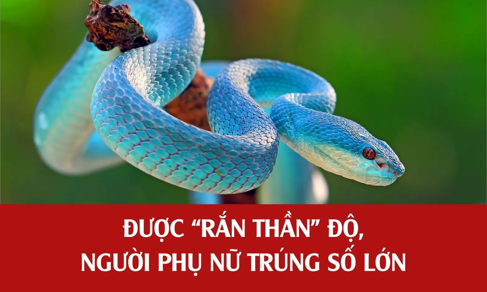 Được “rắn thần” độ, người phụ nữ trúng số lớn