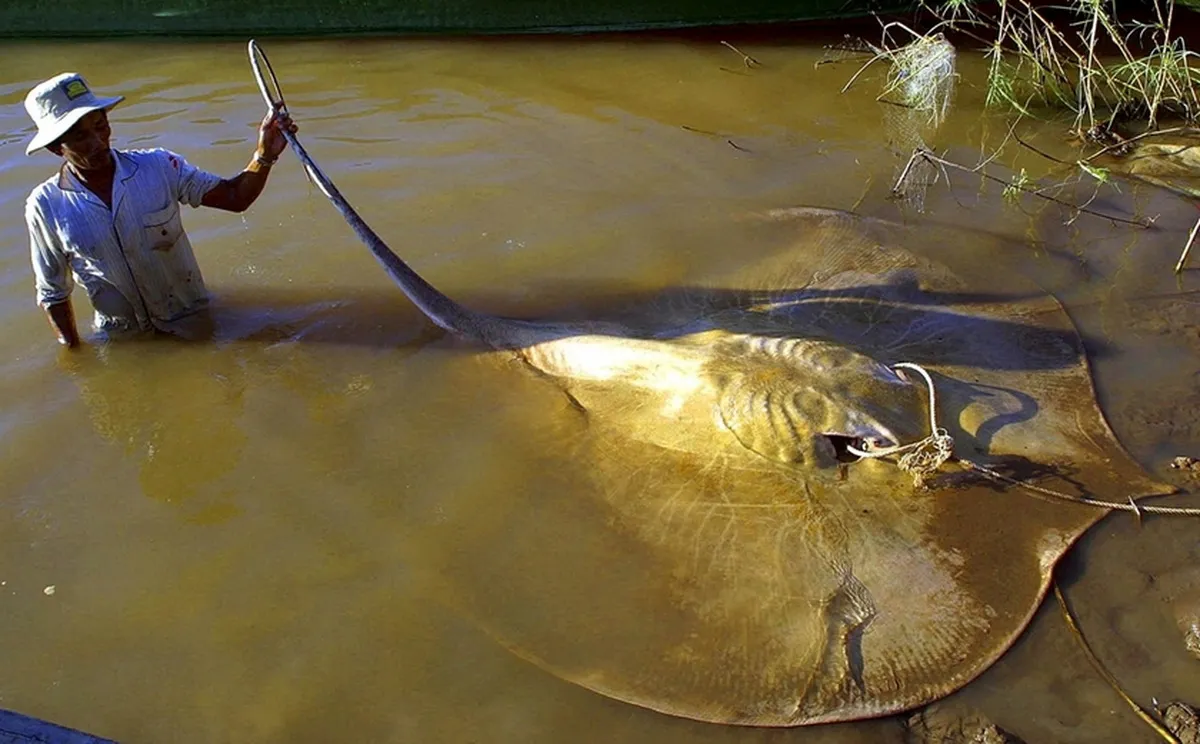 Nhiều loài cá đặc hữu của sông Mekong đang trên bờ vực tuyệt chủng