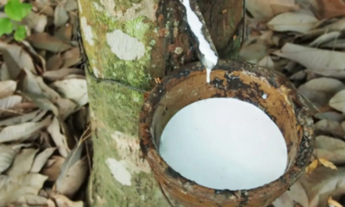 Giá cao su hôm nay 7/3/2024: Tăng nhẹ, thị trường châu Á khởi sắc