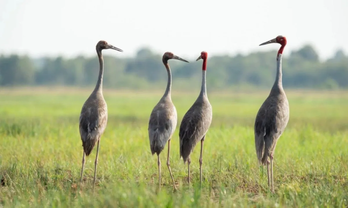 Sếu đầu đỏ tái xuất tại Vườn quốc gia Tràm Chim kiếm ăn