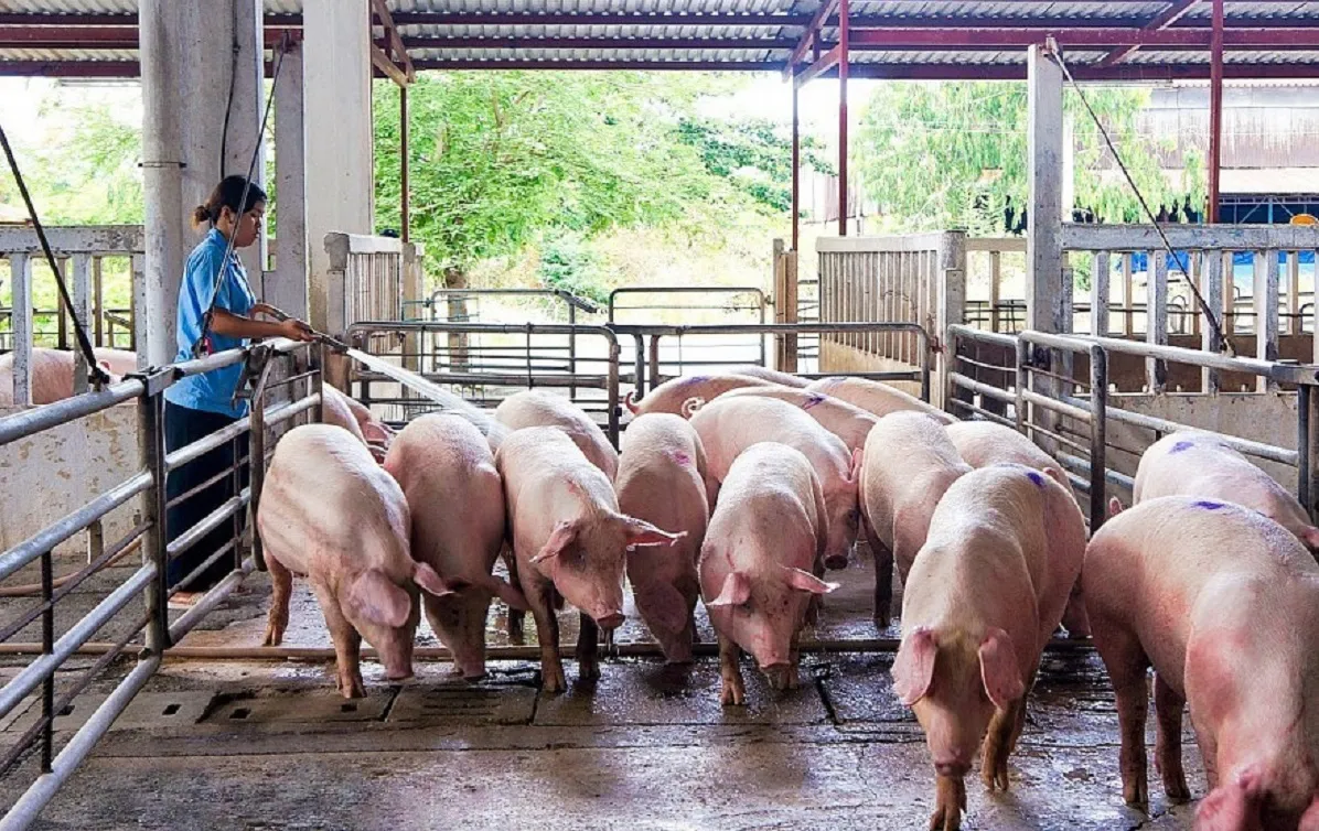 Giá heo hơi hôm nay 9/3/2024: Đồng loạt đứng yên