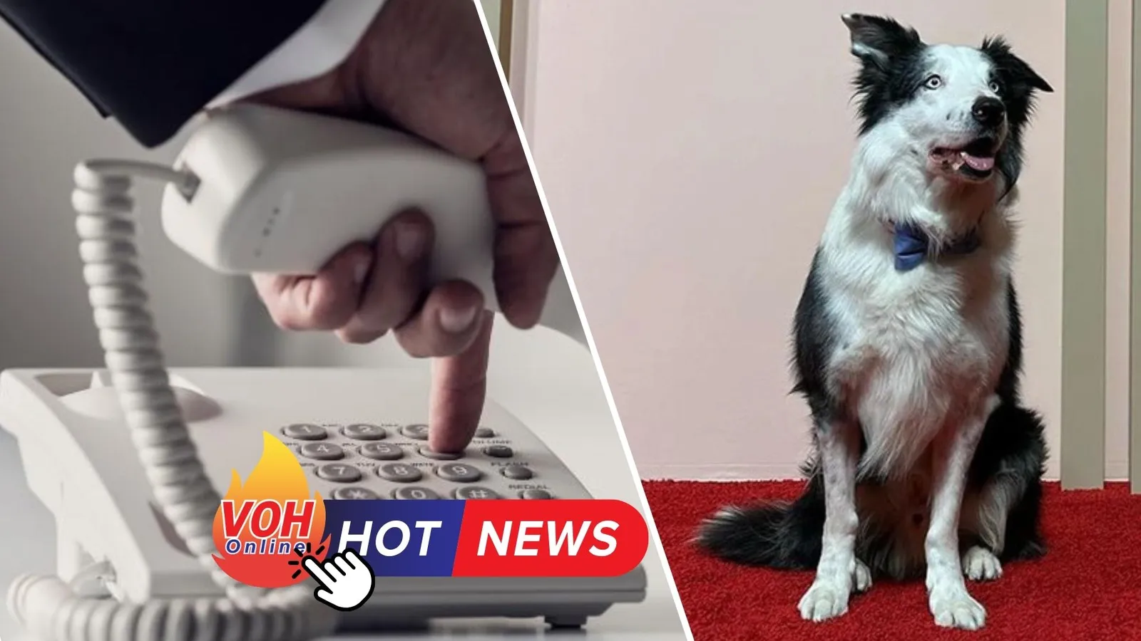 Chuyện nóng sáng nay 11/3: Công An TPHCM sẽ thường gọi hỏi thăm thanh thiếu niên hư | Một chú chó…thắng giải diễn xuất