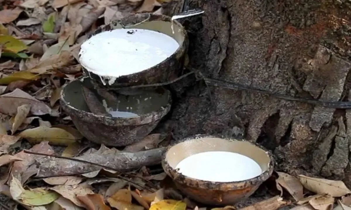 Giá cao su hôm nay 11/3/2024: Giữ đà tăng trưởng mạnh