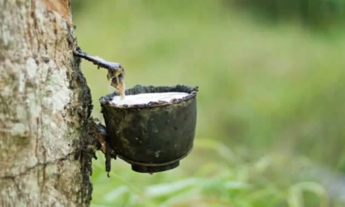 Giá cao su hôm nay 13/3/2024: Tăng mạnh