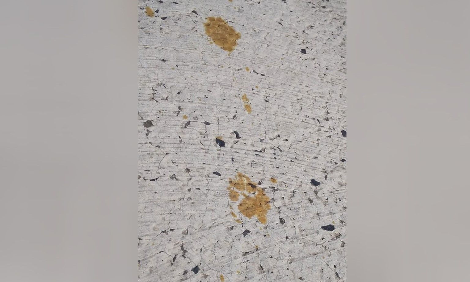 Nhật Bản: Một con mèo rơi vào thùng hóa chất độc hại, cả thành phố Fukuyama phát cảnh báo an toàn