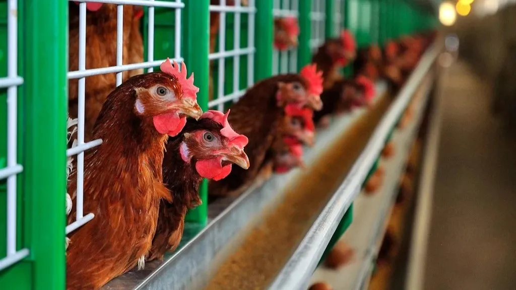 Philippines cấm nhập khẩu gia cầm từ Thụy Điển và CH Séc