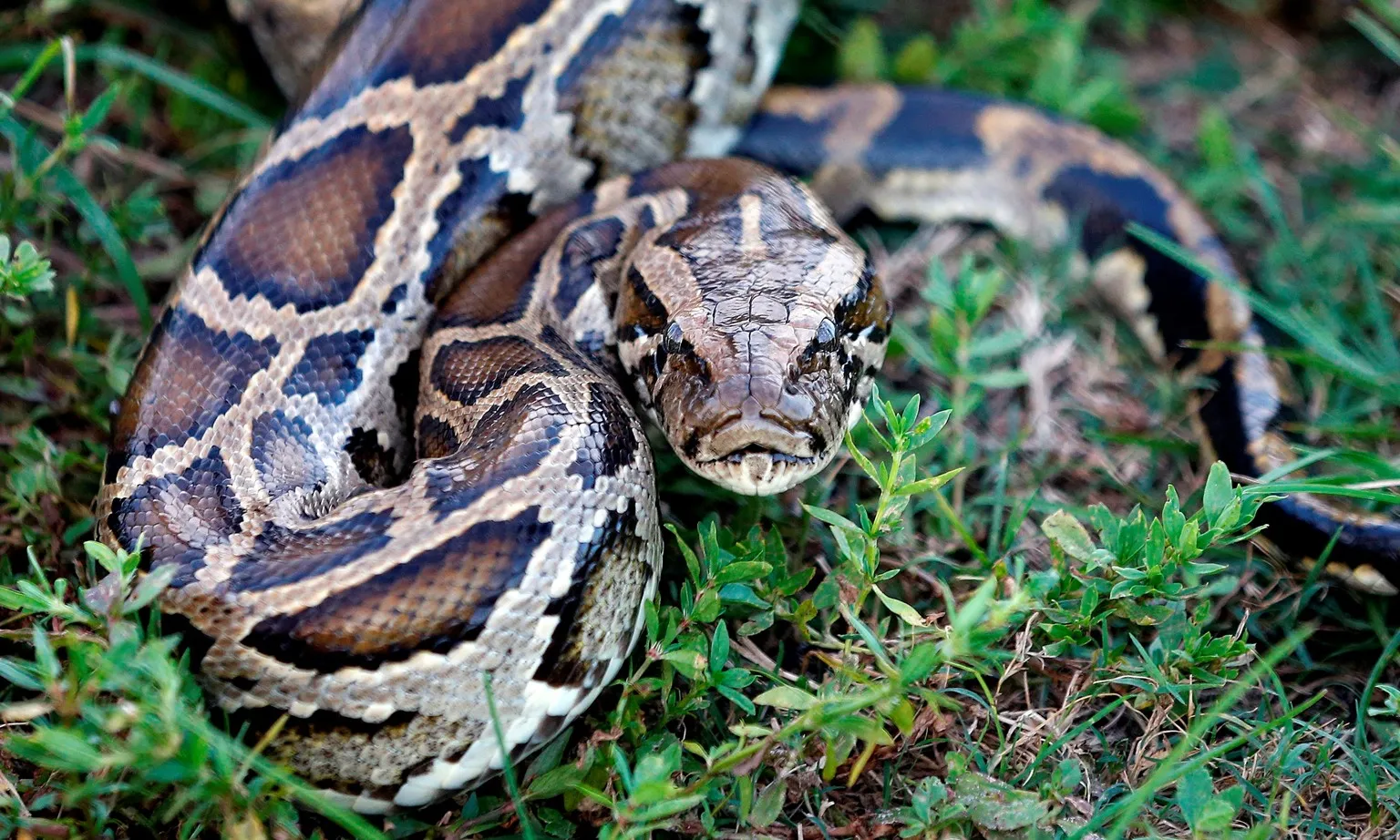Nghiên cứu mới: Trăn có thể là loại thịt thân thiện với Trái đất