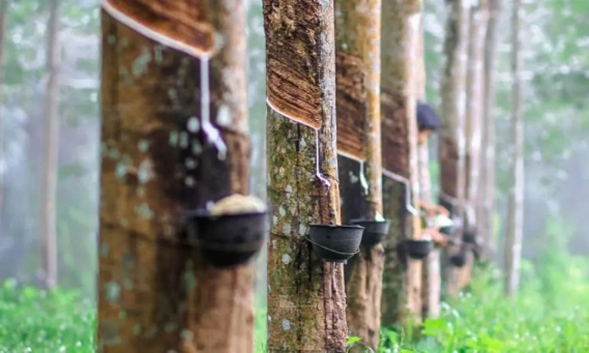 Giá cao su hôm nay 19/3/2024: Trái chiều nhau