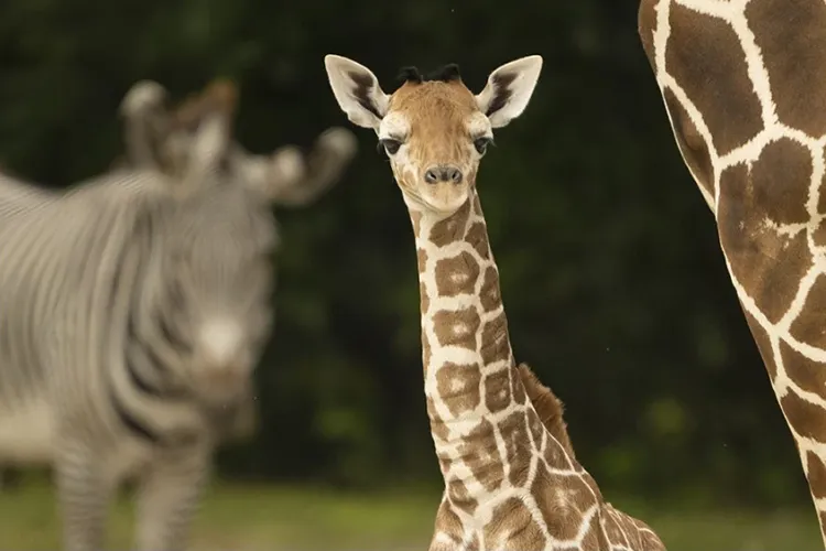 Một con Hươu cao cổ chết vì gãy cổ trong sở thú