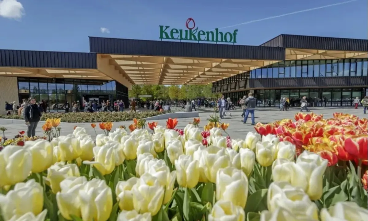 Bắt đầu lễ hội hoa tulip tại vườn Keukenhof ở Hà Lan