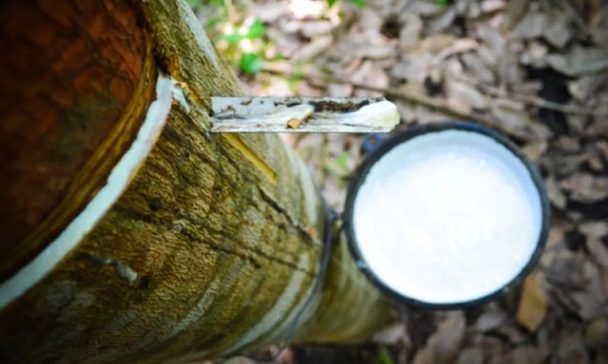 Giá cao su hôm nay 26/3/2024: Giá cao su vượt đỉnh 10 năm vì lo ngại nguồn cung