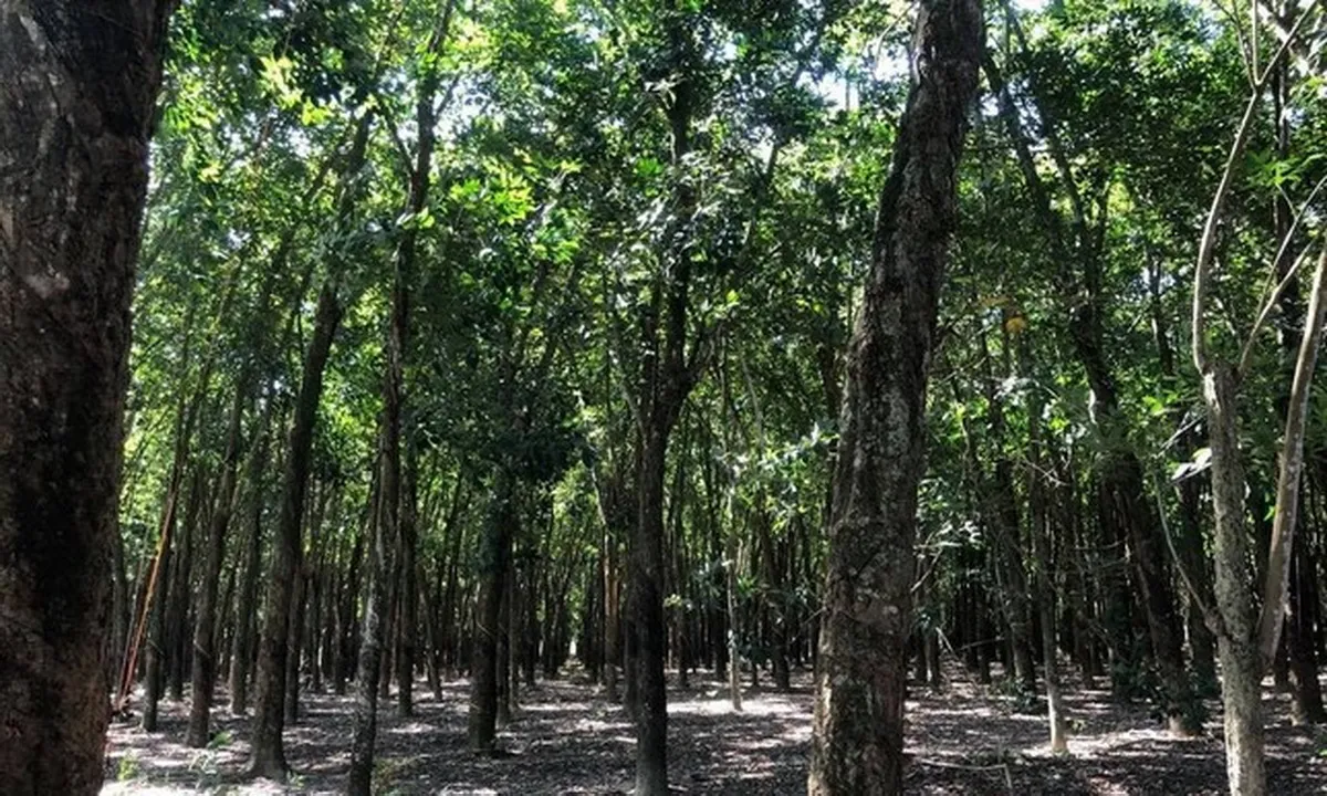 Hoãn phiên tòa phúc thẩm vụ UBND thị xã Trảng Bàng kiện dân đòi lại đất trồng cao su