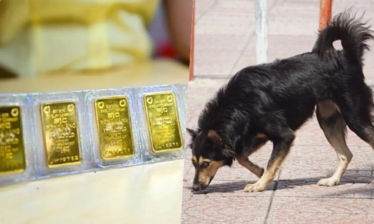 Điểm tin sáng 29/3: Đề xuất bỏ độc quyền vàng miếng SJC | TPHCM thành lập 59 tổ bắt chó thả rông