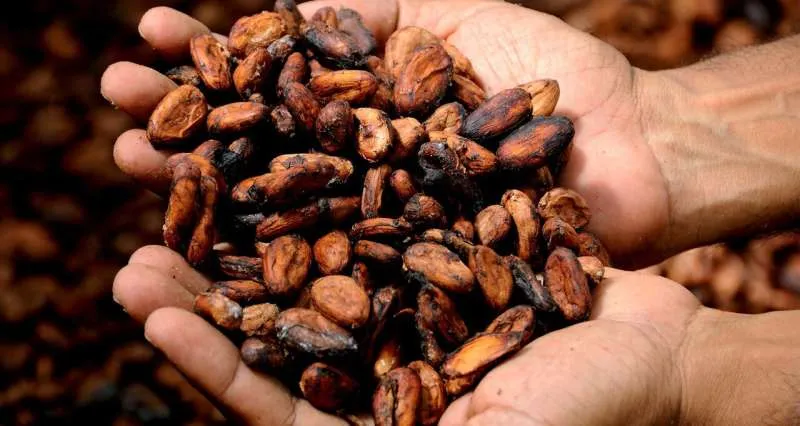 Cacao không còn đủ cung cấp: Tác động xấu đến nông dân, doanh nghiệp và người yêu thích socola