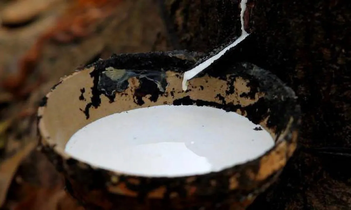 Giá cao su hôm nay 3/4/2024: Trái chiều tại các sàn châu Á