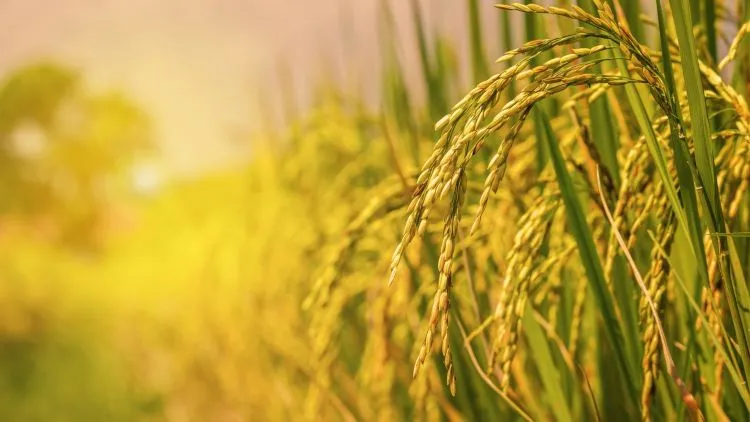 Giá lúa gạo hôm nay ngày 3/4/2024: Gía lúa giảm 100 - 200 đồng/kg