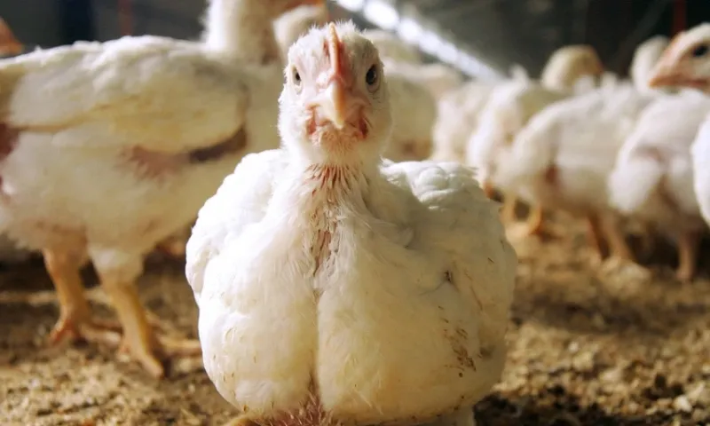 Virus cúm gia cầm là mối lo ngại của các chính phủ và ngành chăn nuôi