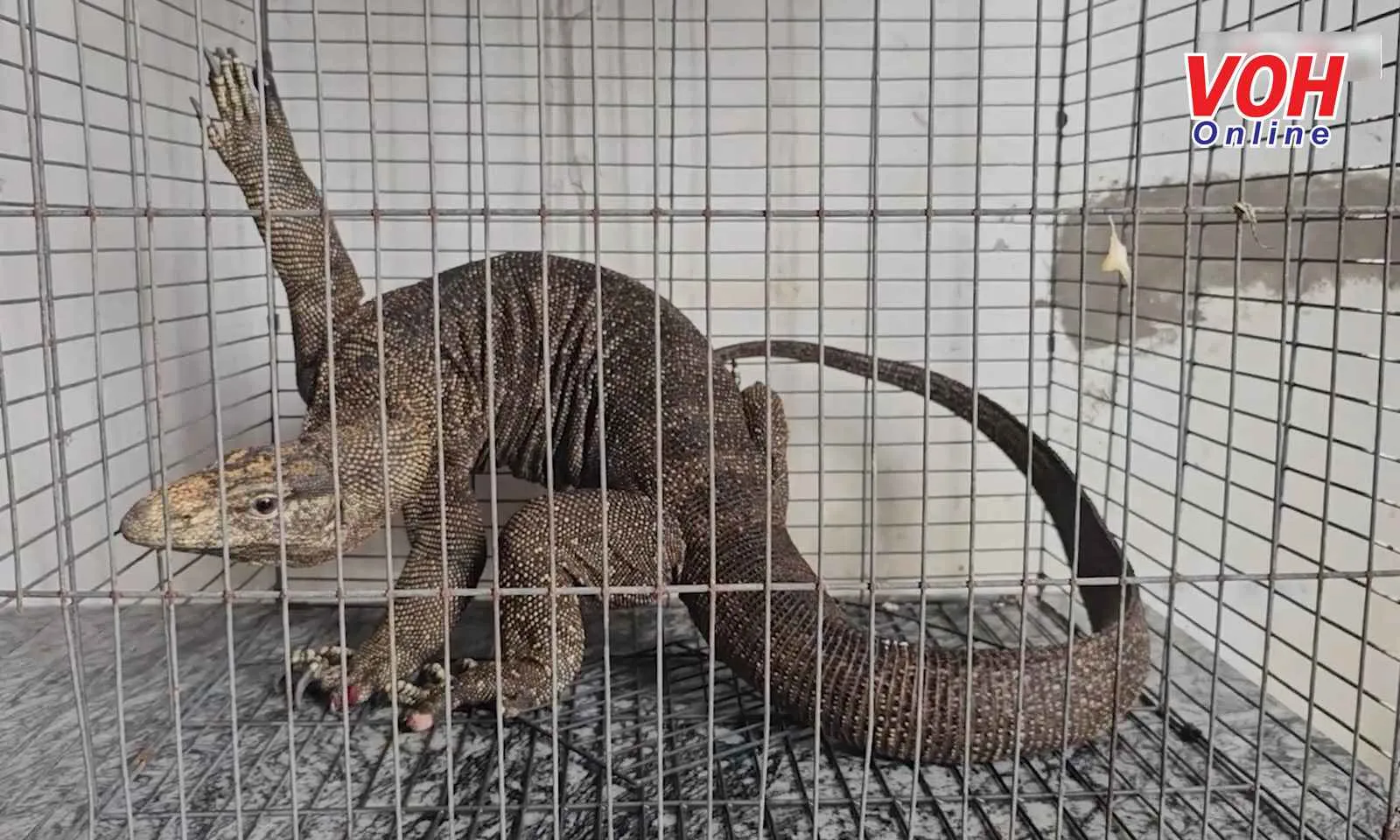 TPHCM: Phát hiện con kỳ đà to trong góc tủ