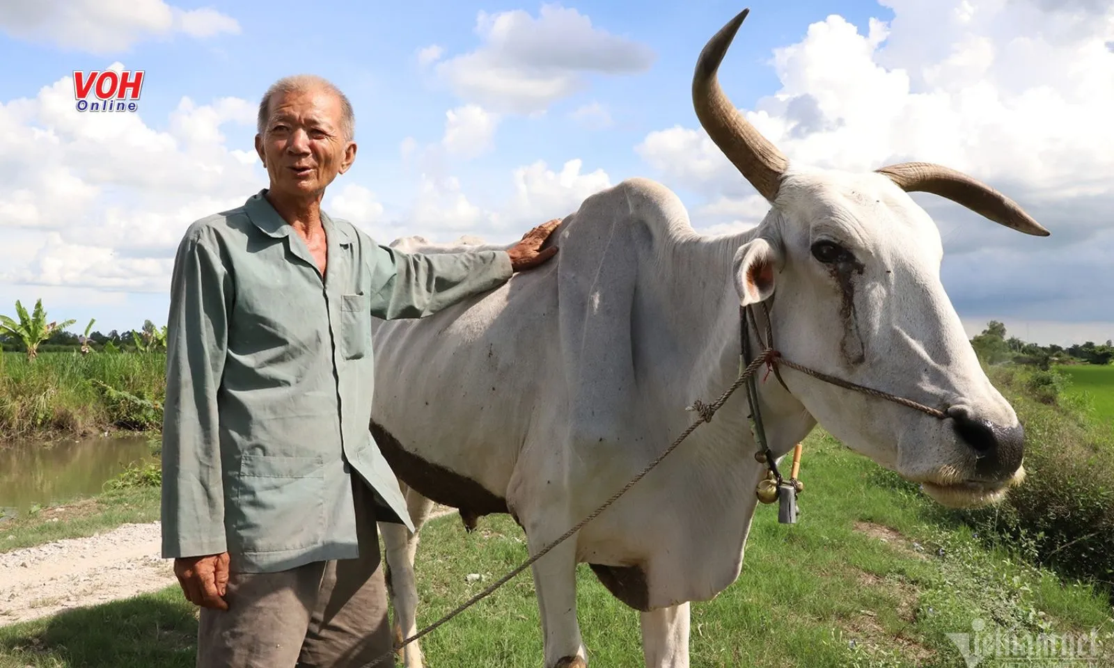 Chuyện lạ: Lão nông miền Tây cứu trâu bò thoát khỏi lò mổ để đền ơn